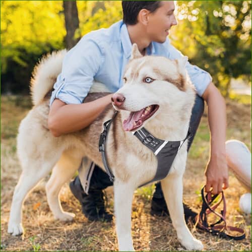 Harnais idéal pour la balade quotidienne