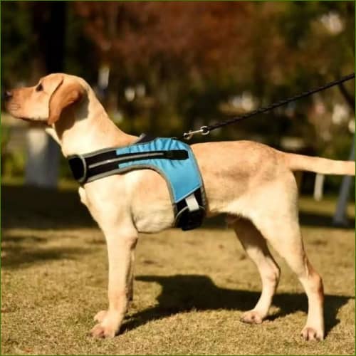 Harnais Lumineux Led Pour Chien - Rechargeable Bleu / S