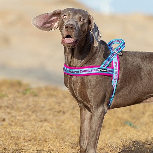 Harnais norvégien TRUELOVE