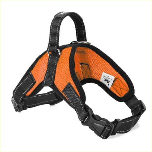 Harnais pour Dogue Allemand Orange