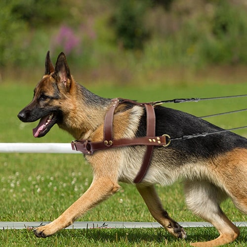 harnais triple attache molosse et gros chien