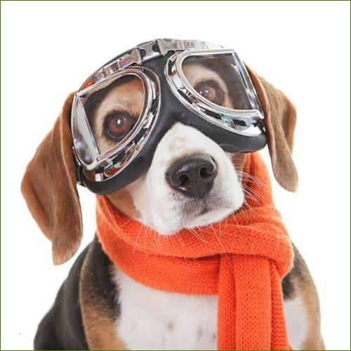 Lunettes Aviateur Design Pour Animal De Compagnie
