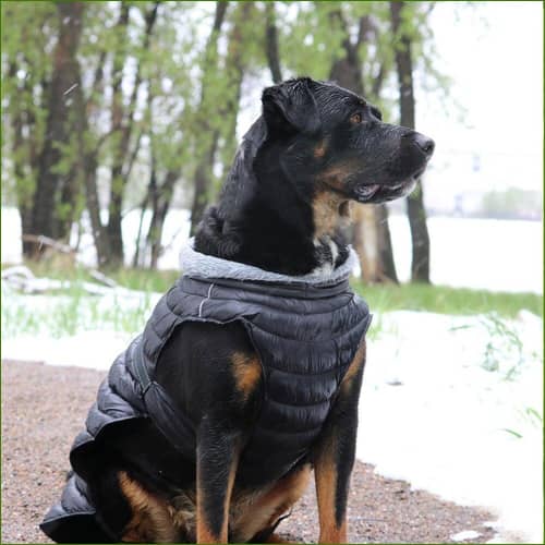 Manteau Gros Chien Sans Manches Avec Col Fourré sur un rottweiler