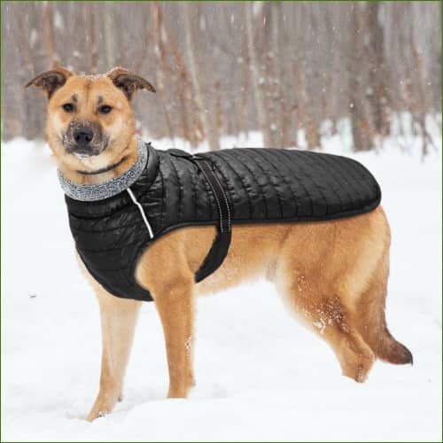 Manteau Gros Chien Sans Manches sur un malinois