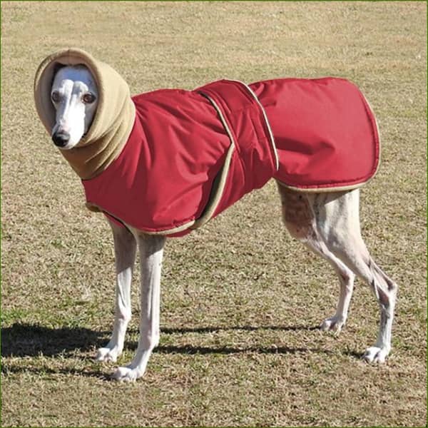 Whippet manteau online