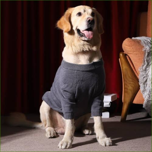 Pull Grand Chien Manches Mi-Longues