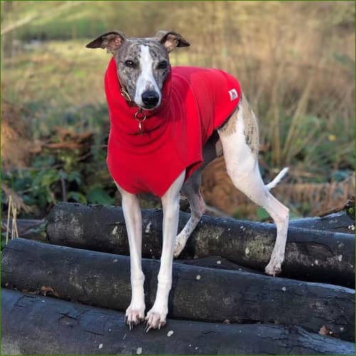 Veste Polaire Pour Chien Whippet Pull