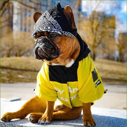 sur un bouledogue stylé