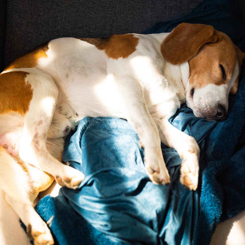 image combien de temps dort un chien