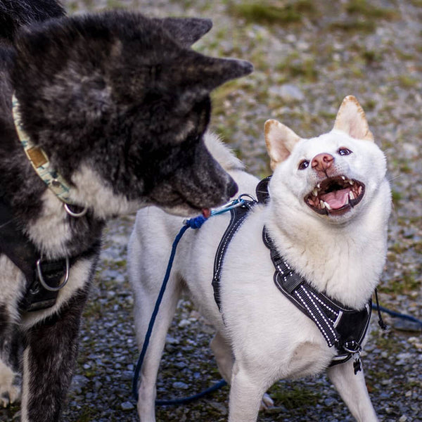 Les races de chiens du japon en 2023