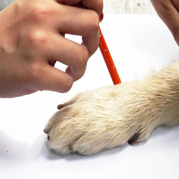 comment mesurer la patte de son chien