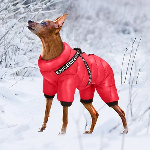 Combinaison  portée par un chihuahua