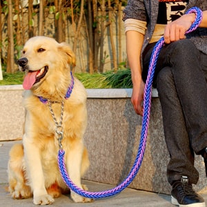 Accessoires pour grand chien