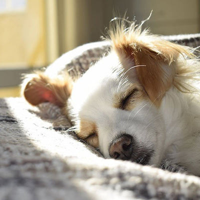 La durée de sommeil d'un chien