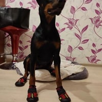 Chaussures pour chien