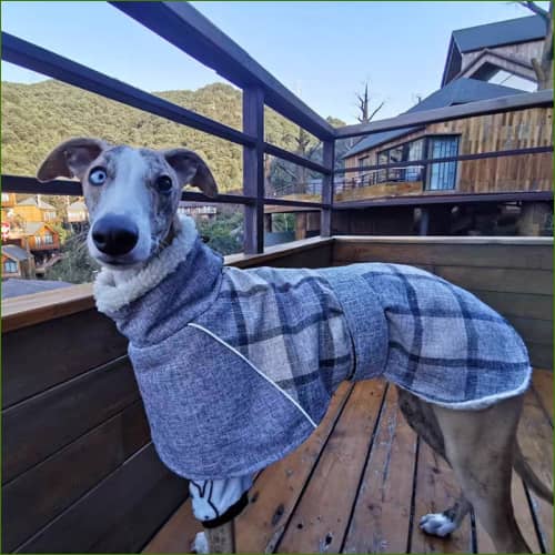 Manteau À Carreaux Style Écossais Pour Chiens Lévriers