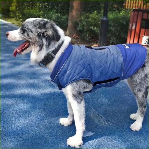 Manteau Jack Russel , réversible et réfléchissant PEPERE SHOP