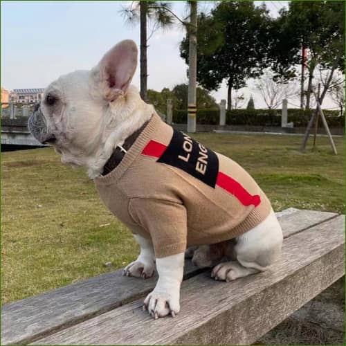 Pull pour chien
